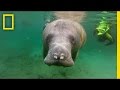 Manatee Conservation and Tourism Insights