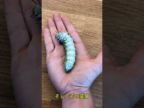 彼はあの卵を森から持ち帰るべきではなかった
