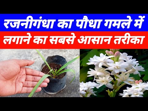 रजनीगंधा का पौधा लगाने का सबसे आसान तरीका | Rajnigandha plant kaise lagaye | How to grow rajnigandha