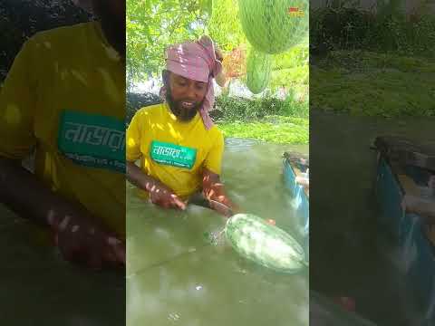 মধুর মত স্বাদ খেতে তরমুজ #shortsfeed #agriculture #villagelife #farmers #shortsviral