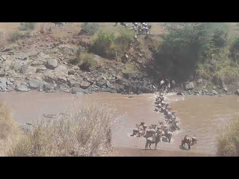 Wildebeest Migration Kenya and Tanzania