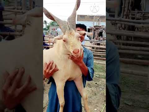 #Bade #Singh #Wala #Tarzan #Bakra #Maar #Kaur #ka #cross