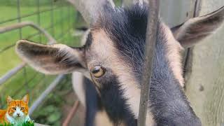 Highwire Deer & Animal Farm, 68 Park Rd, Woodbury, CT 06798