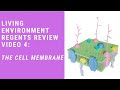 Exploring the Cell Membrane and Its Functions