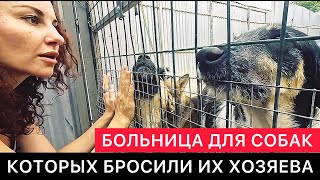 КРАСНОДОГ ИЛИ КАК СПАСАЮТ РАНЕНЫХ СОБАК, КОТОРЫХ БРОСИЛИ ИХ ХОЗЯЕВА.