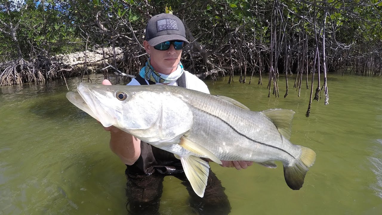 Her First Time! (Snook Fishing Mangroves)