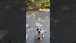 How #puppy #adoption started vs how it’s going #dog #rescue #rescuedog #viral #adoptdontshop