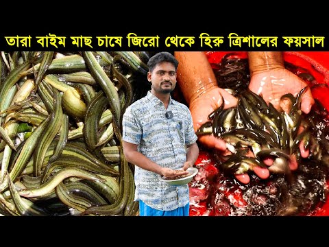 তারা বাইম মাছ চাষে জিরো থেকে হিরু ত্রিশালের উদ্যোক্তা ফয়সাল!! পাইকারি মাছের পোনা পাবেন!!