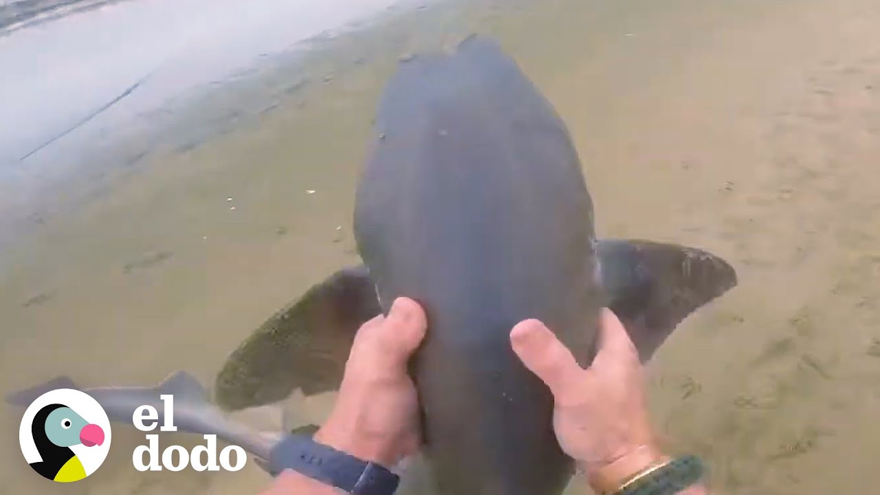 Hombre rescata a 3 tiburones con sus manos