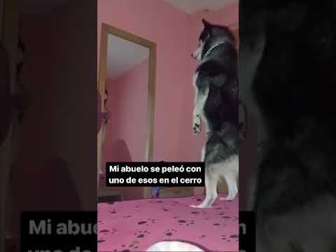 Banda me cambiaron al perro😟😭 #short #parati #clips #viralvideo #humor #shorts #meme #memes  #fyp