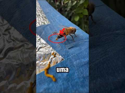 Como as abelhas passam o mel de boca em boca?🐝🍯