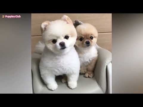 🐾 Adorable Pomeranian Puppies: Your Daily Dose of Cuteness! 🐶 | Must-See Pomeranian Pup Moments!