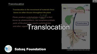 Translocation