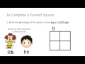 Exploring Punnett Squares