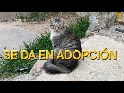 Damos en adopción a la Reina, solo gente responsable Argentina