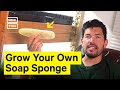 Luffa Plant Cultivation and Care