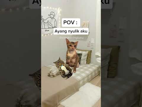 Di kurung seharian 🤣 | #kucing #kucinglucu #meme #memekucing #pov #shorts #shortvideo
