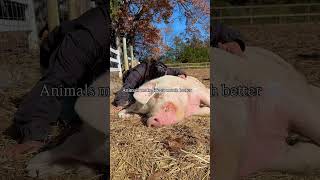 Animals have a way of healing our hearts, one cuddle at a time 🐷✨