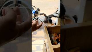#youtube #shorts #birds #children