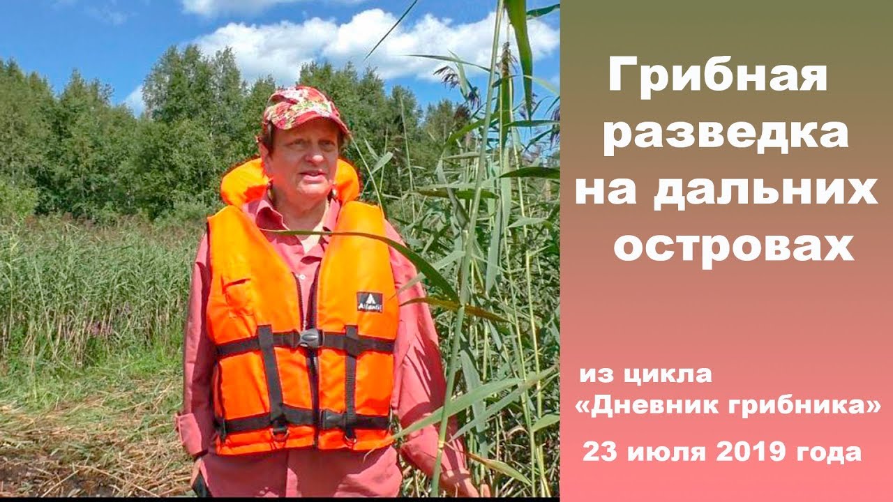 В горелый лес на грибную разведку. 23 июля 2019 года
