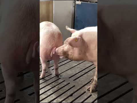 Pigs and Piglets Living Together #farming #epicmamachinery #cow