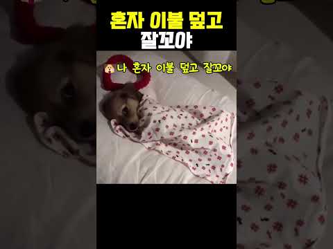 나 이제 이불 덮고 잘꼬야 멍!! #강아지쇼츠 #애견영상 #반려동물