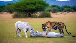 Lovely Dominant Tigers Getting Dinner