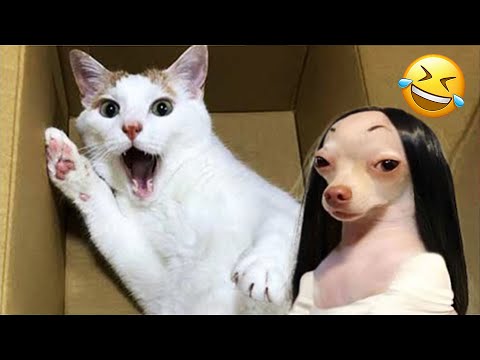 Funniest Cats And Dogs Videos 😁 Best Funny Animal Videos 2024 🥰 Cute animals🔥Star Show