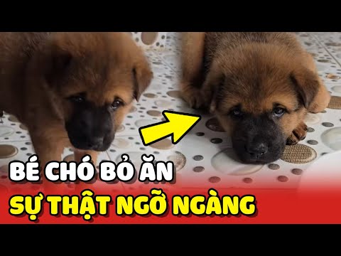 Bé Chó bỏ ăn vì phải xa mẹ và sự thật ngỡ ngàng phía sau