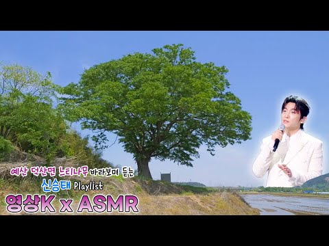 낯선이 #신승태 와 함께하는 예산군 덕산면 둔리 느티나무  / KBS 대전