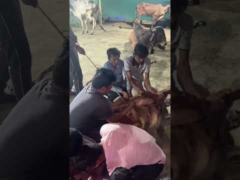 हर हर महादेव...🙏🙏🙏#animalcare #cow #animalrescue #gaumata #animals #indiancow