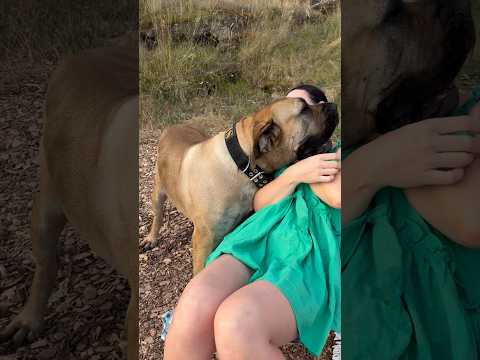 Big Boerboel wants All of Mumma’s Attention #boerboel #shortsfeed #shorts