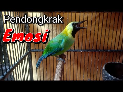 CUCAK RANTING GACOR SUARA JERNIH UNTUK PANCINGAN YANG SUSAH BUNYI || SUARA BURUNG CUCAK RANTING