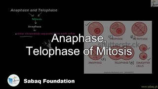 Mitosis, Anaphase and Telophase
