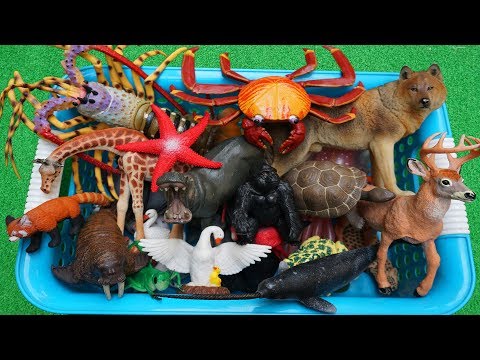 Aprendendo o nome dos animais - Brinquedos animais de plástico