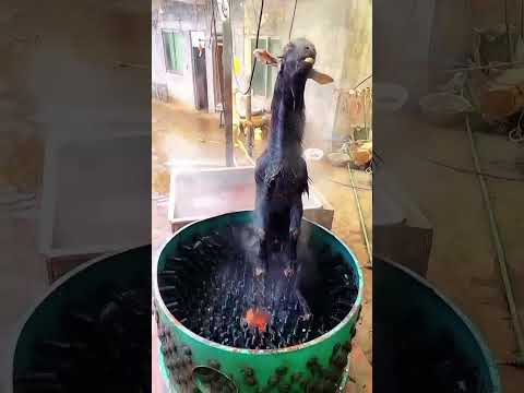 Skinning of goats😮😮😮😮