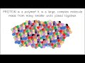 Amino Acids and Protein Structure