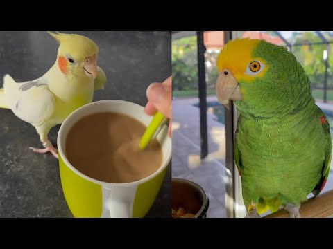 Super Cute And Funny Parrots #33