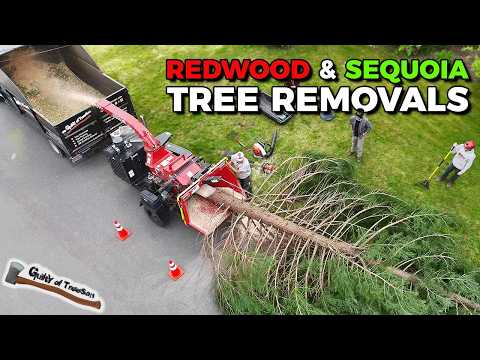 OLD GROWTH REDWOODS REMOVALS?! Smashing a 3 redwood removal job on the weekend!
