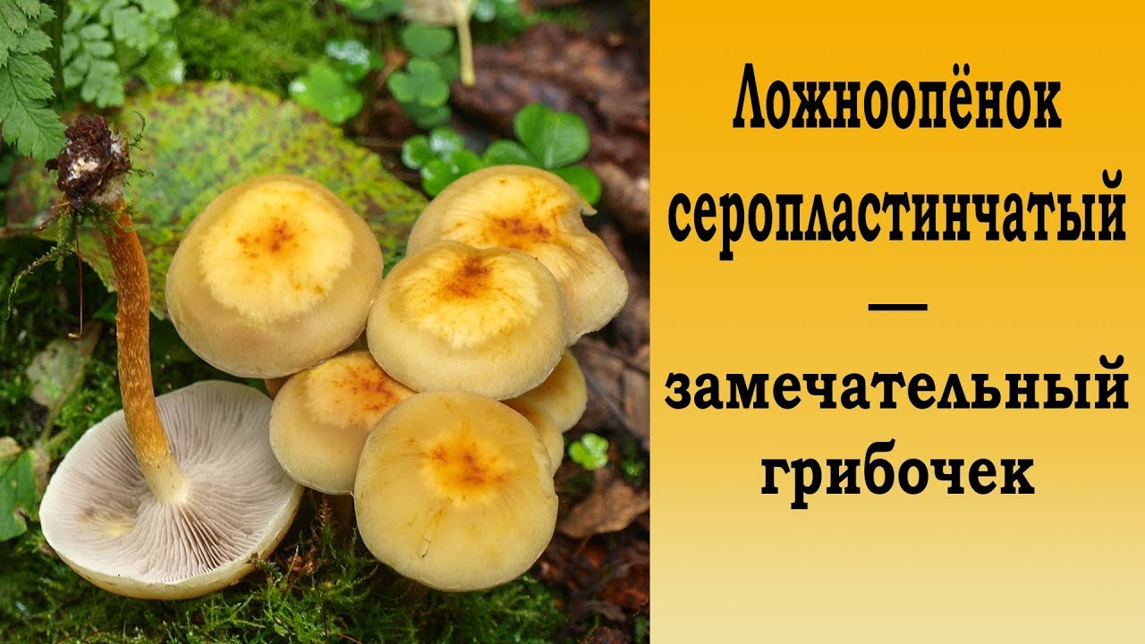 Ложноопёнок серопластинчатый - замечательный грибочек