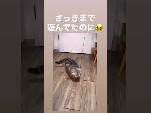 愛おしいですねぇ…😭 #shorts #猫 #おすすめ