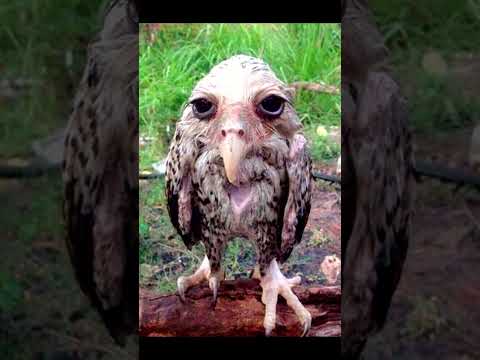 ANIMAIS QUE S脙O ASSUSTADORES QUANDO EST脙O MOLHADOS 馃挧 #shorts