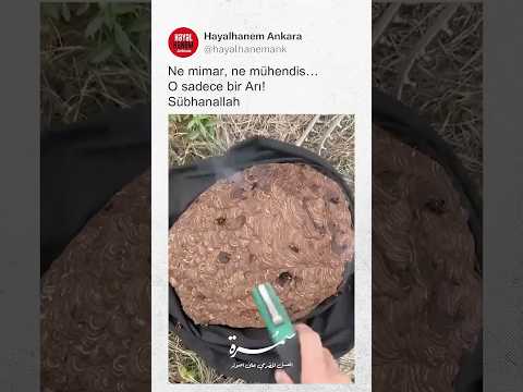 Ne Mimar, Ne Mühendis O Sadece Bir Arı! Sübhanallah