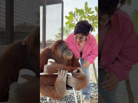 അവർ കണ്ടുമുട്ടി | Met the friendliest orangutan |