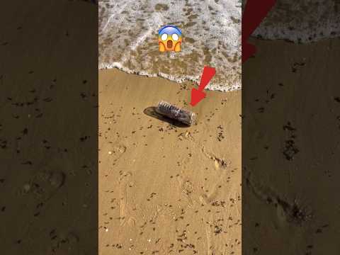 WOW! Rescuing octopus stuck in bottle 🥺 #shorts