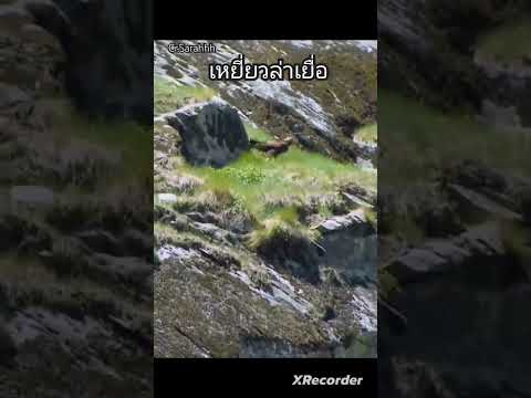 วิถีวงจรโลกเหยี่ยวแพะภูเขา NFT Ethereum วิถีวงจรโลกเหยี่ยวแพะภูเขา