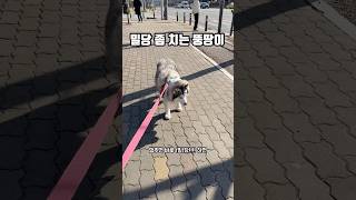 밀당하는 뚱땅이 부끄