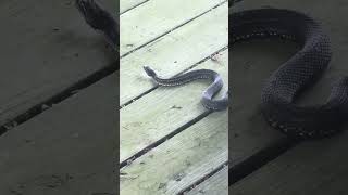 Snake! Swamp People! Bayou Life!!! Born on da Bayou!!! #swamp #fishing