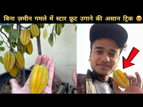 बिना ज़मीन गमले में स्टार फ्रूट उगाने की असान ट्रिक ! 😍 Full Guide To Grow Star Fruit SUCESSFULLY !!