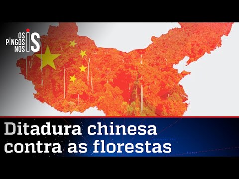 China é acusada de financiar o desmatamento no mundo